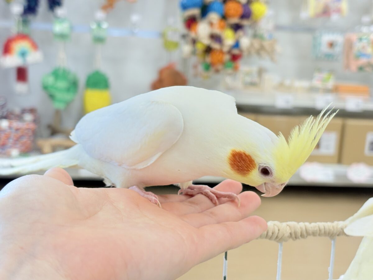もっちもちBIG BODY♡♥♡オカメインコ(ルチノー)