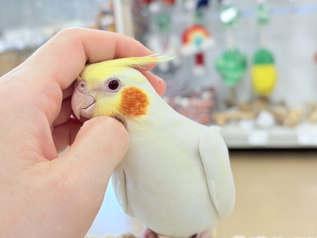 もっちもちBIG BODY♡♥♡オカメインコ(ルチノー)