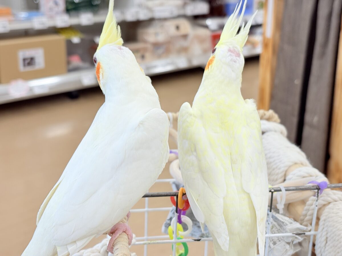 オカメインコ