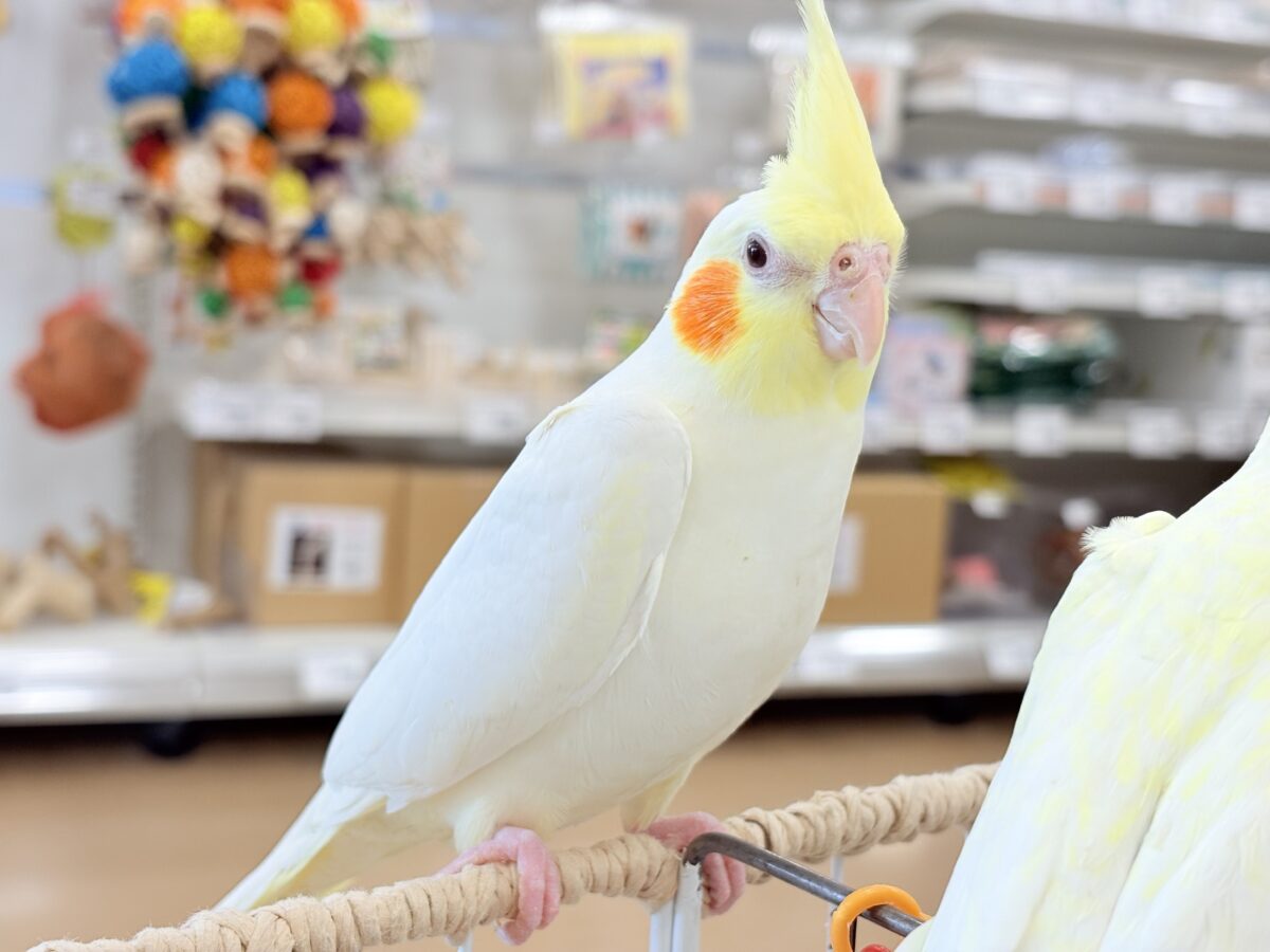 もっちもちBIG BODY♡♥♡オカメインコ(ルチノー)
