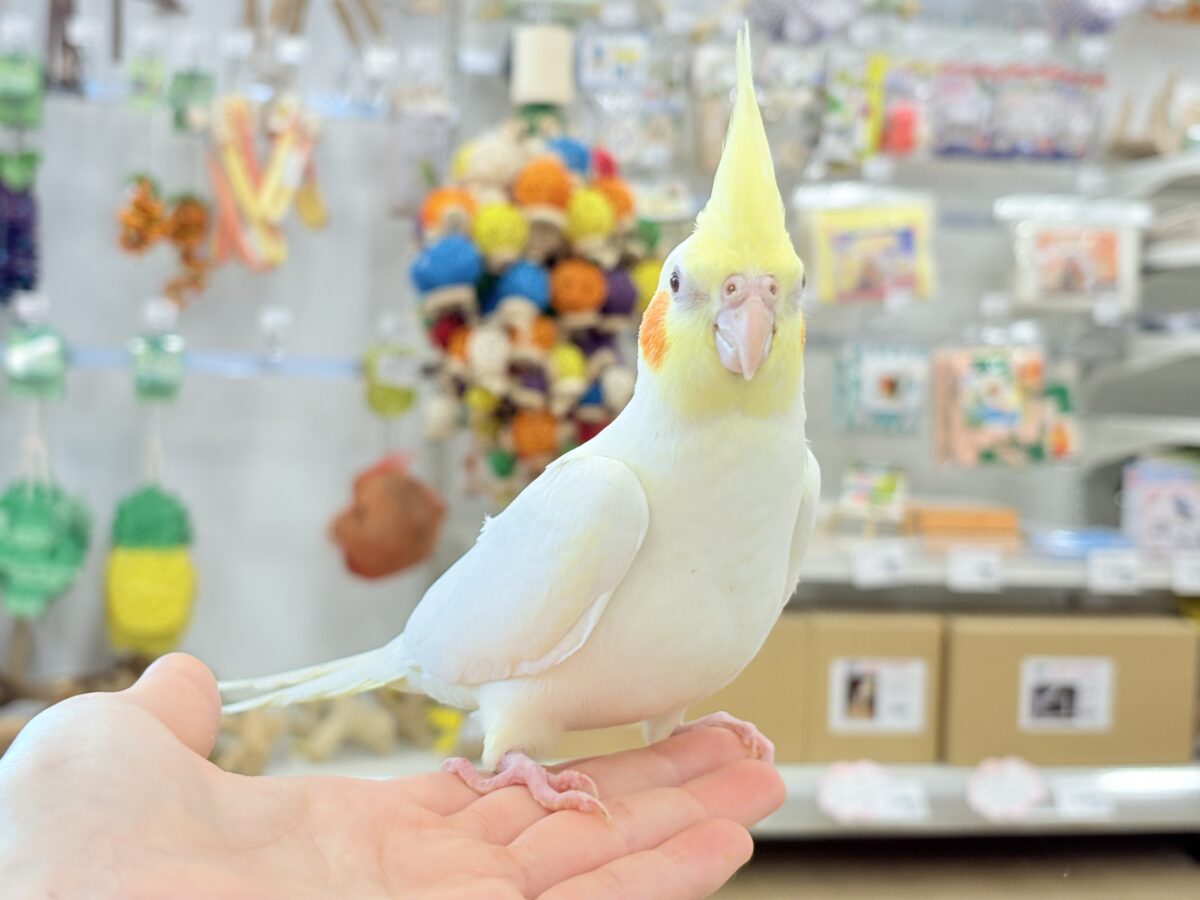 オカメインコ