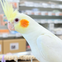 もっちもちBIG BODY♡♥♡オカメインコ(ルチノー)