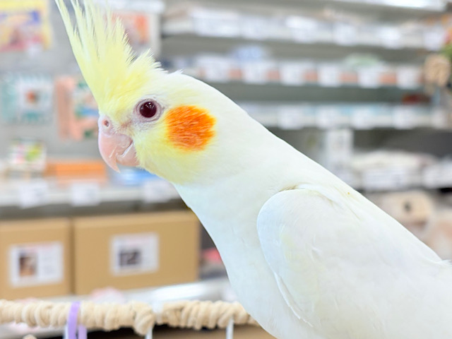 オカメインコルチノーさんの大きながま口♪ もっちもちBIG BODY♡♥♡オカメインコ(ルチノー)