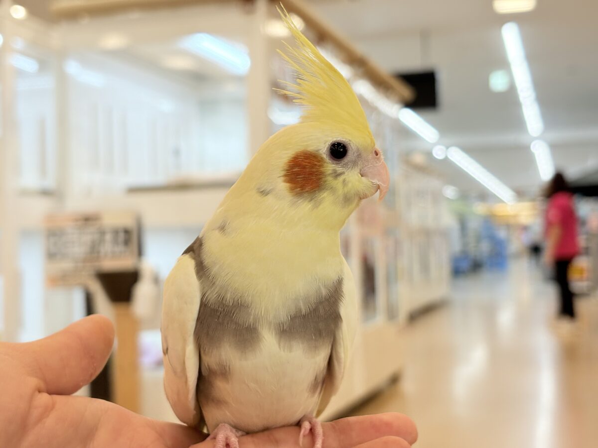 オカメインコ
