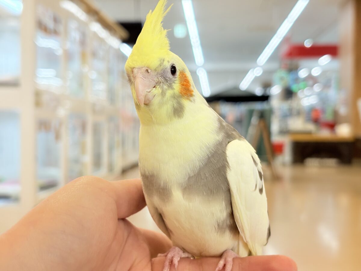 オカメインコ