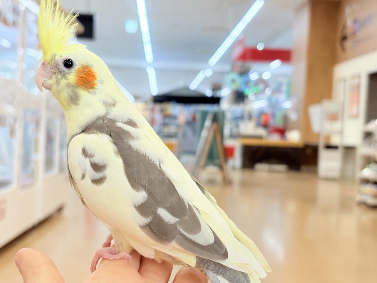 オカメインコ