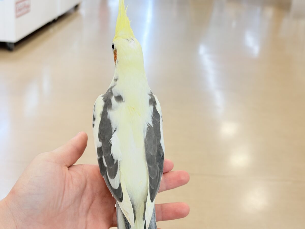オカメインコ