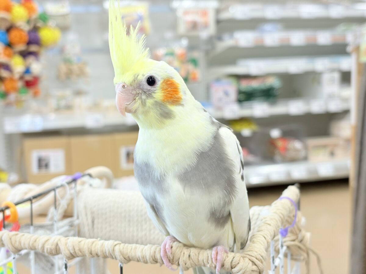 オカメインコ