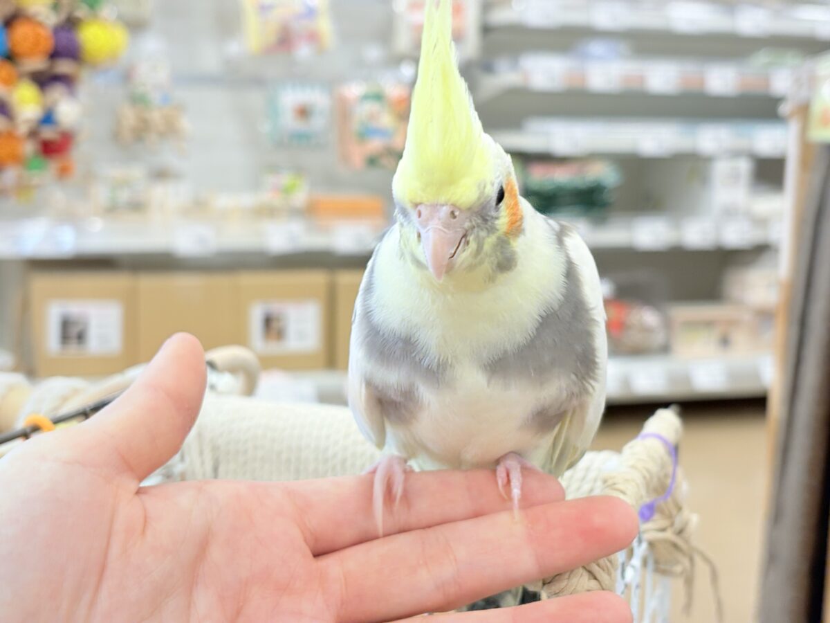 オカメインコ