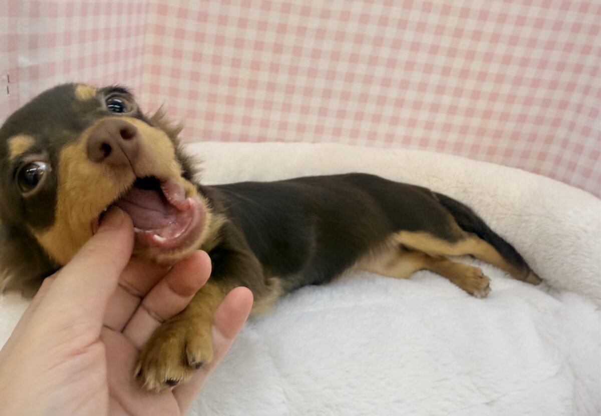 チワックス