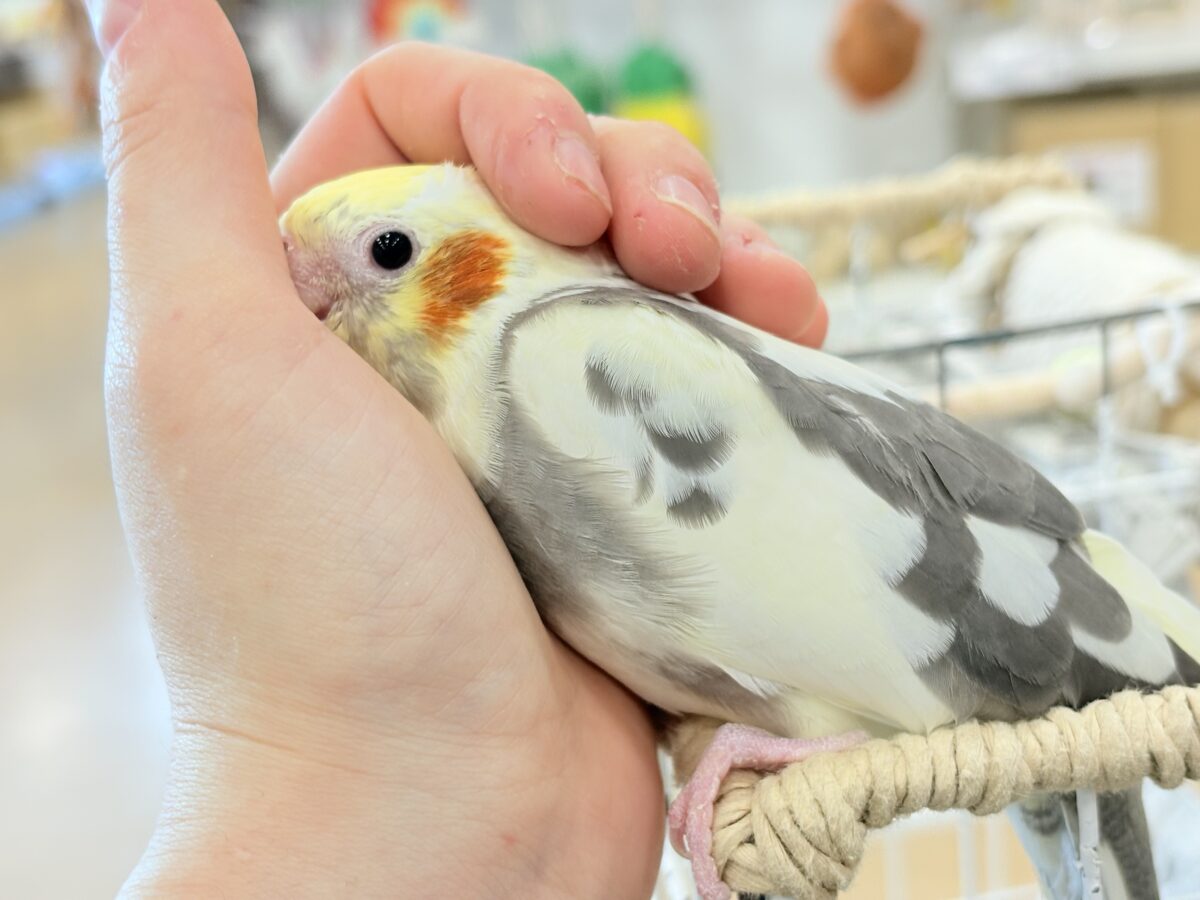 オカメインコ