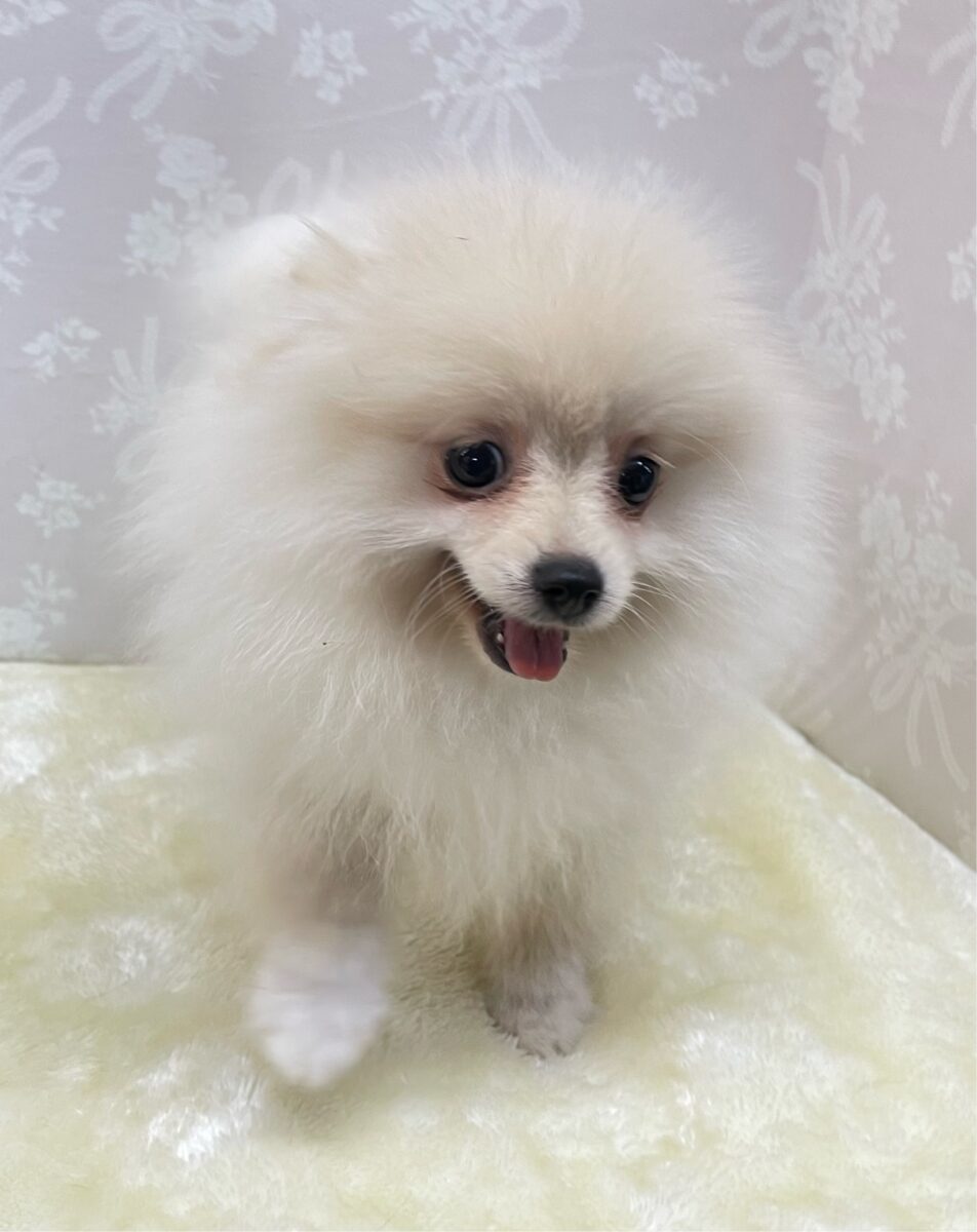 ポメラニアン