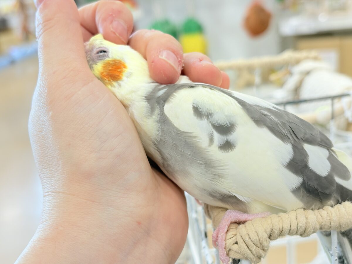 オカメインコ