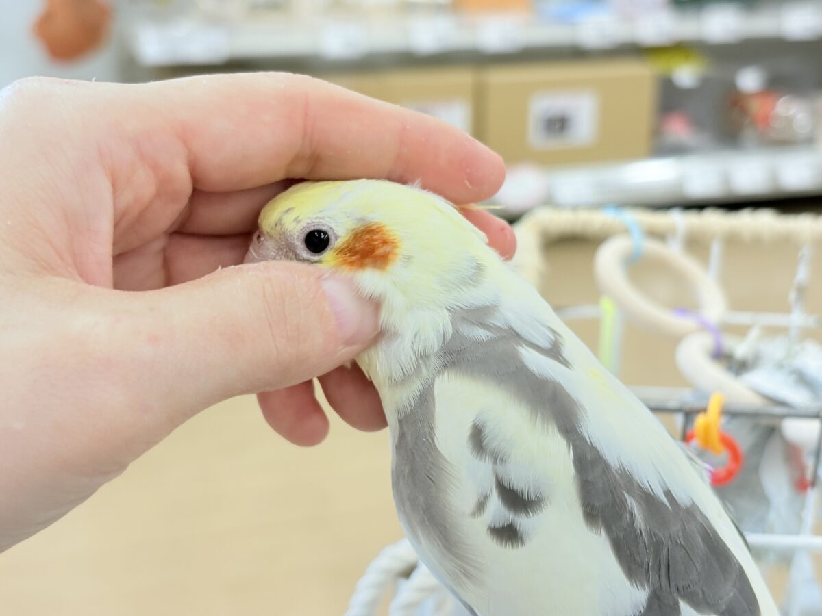 オカメインコ