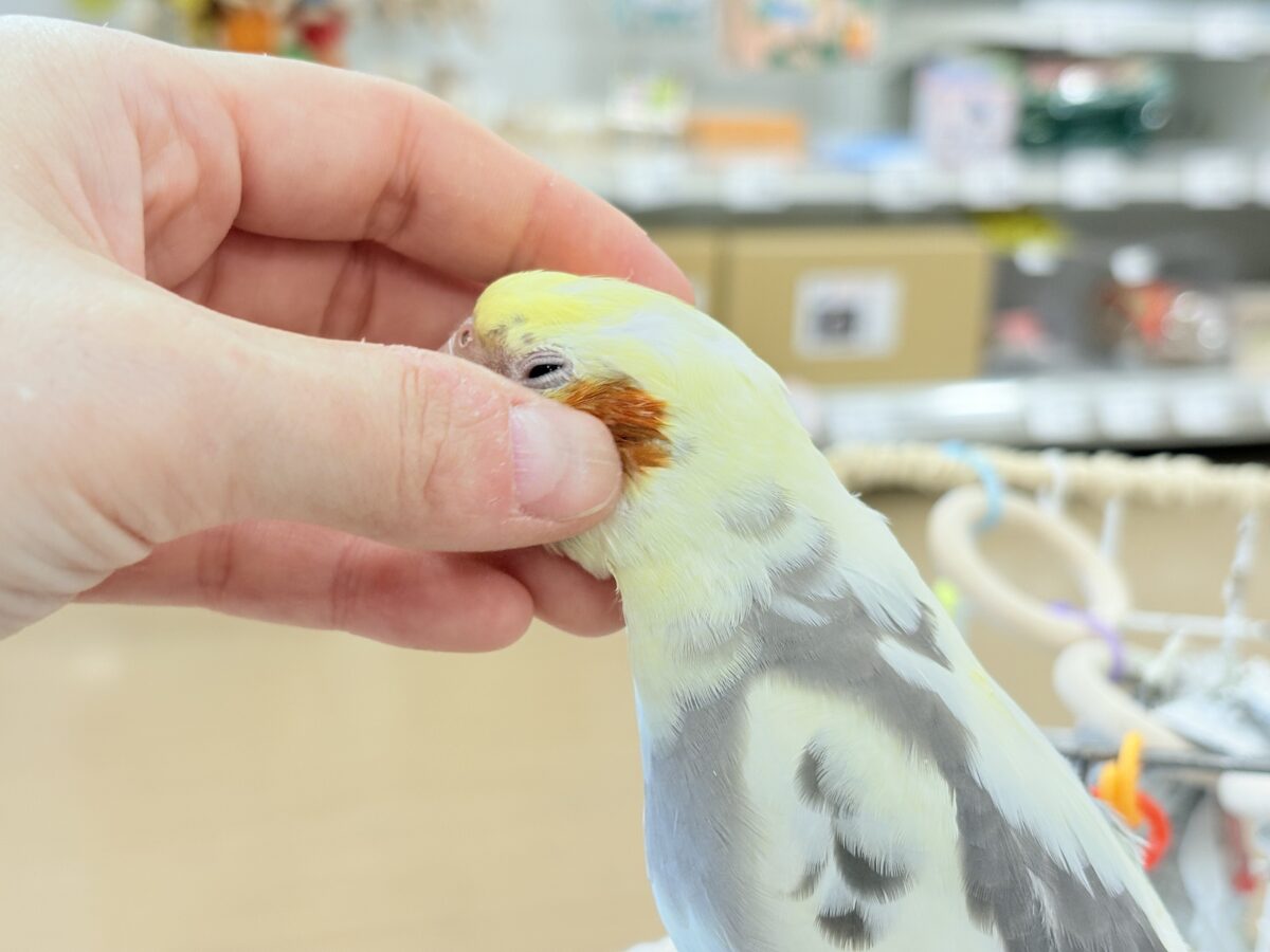 オカメインコ