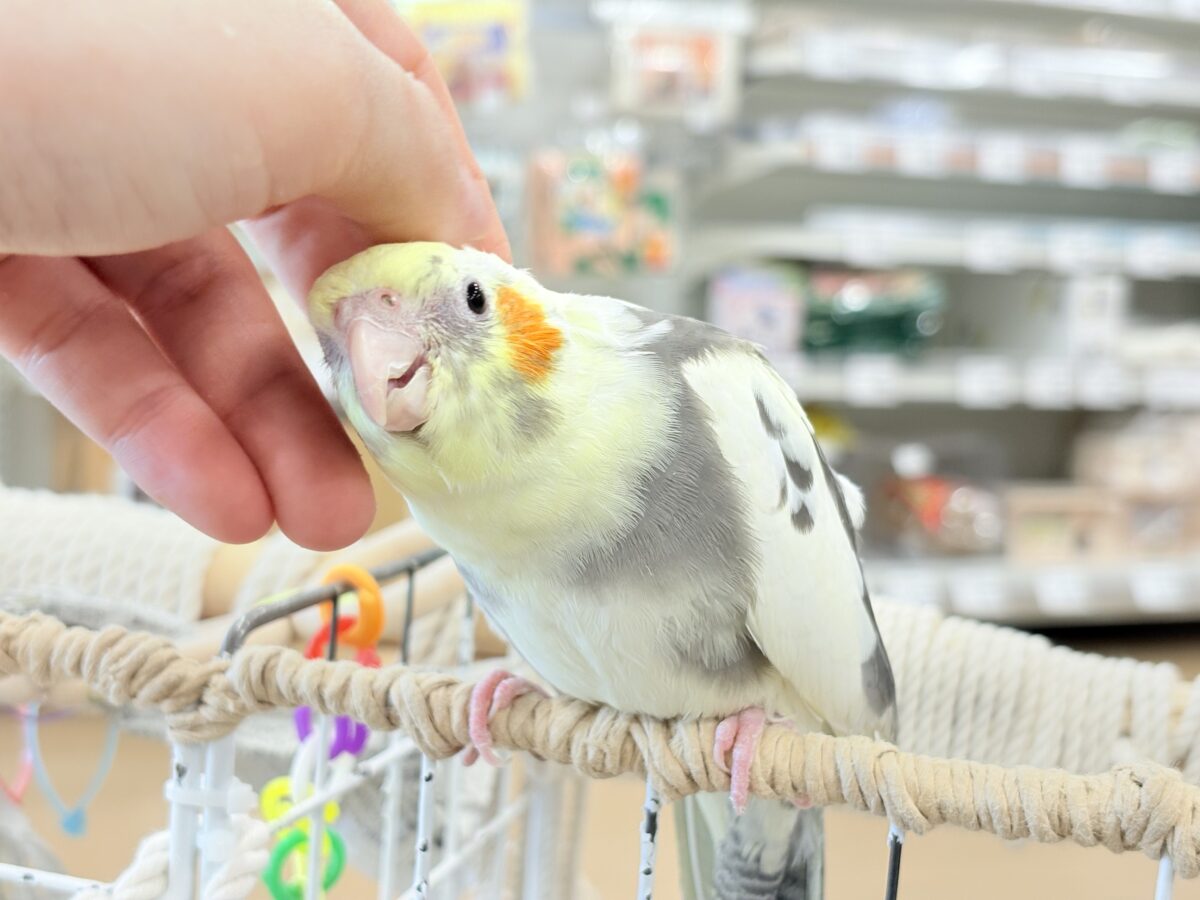 オカメインコ