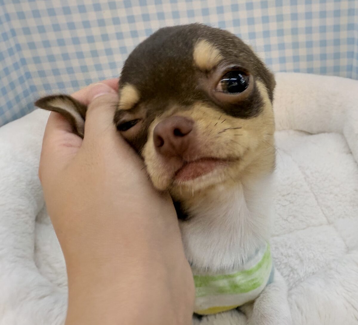 チワワ