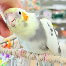 優しいお顔に癒される♥オカメインコ(パイド)