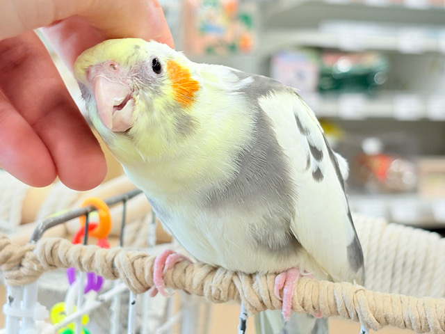 優しいお顔に癒される♥オカメインコ(パイド)