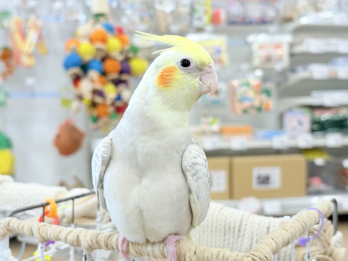 オカメインコ