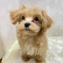 いっぱいかまって💖ハーフ犬(マルチーズ×トイプードル)(アプリコット)🍎‪女の子💕2026年2月14日生まれ