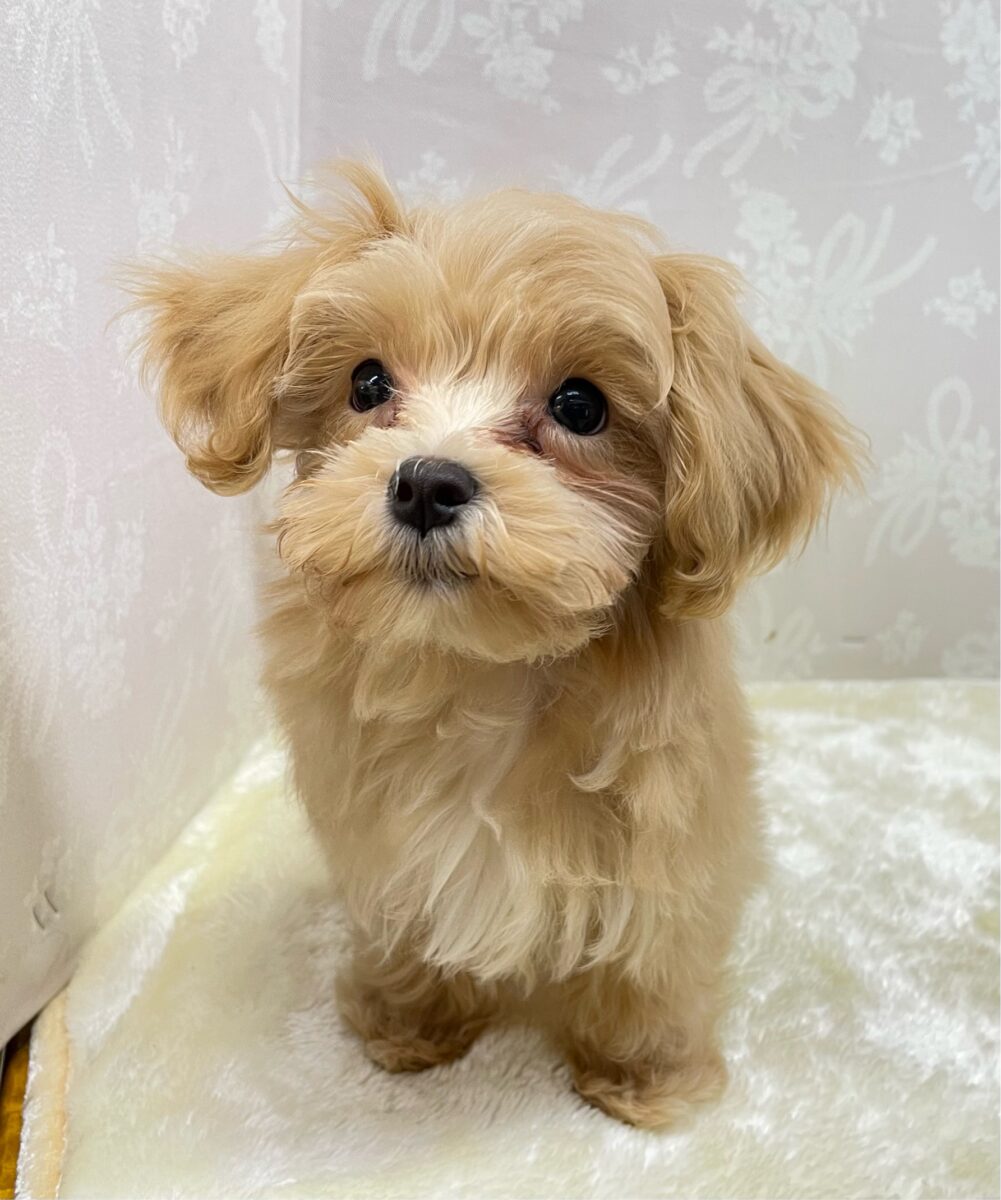いっぱいかまって💖ハーフ犬(マルチーズ×トイプードル)(アプリコット)🍎‪女の子💕2026年2月14日生まれ