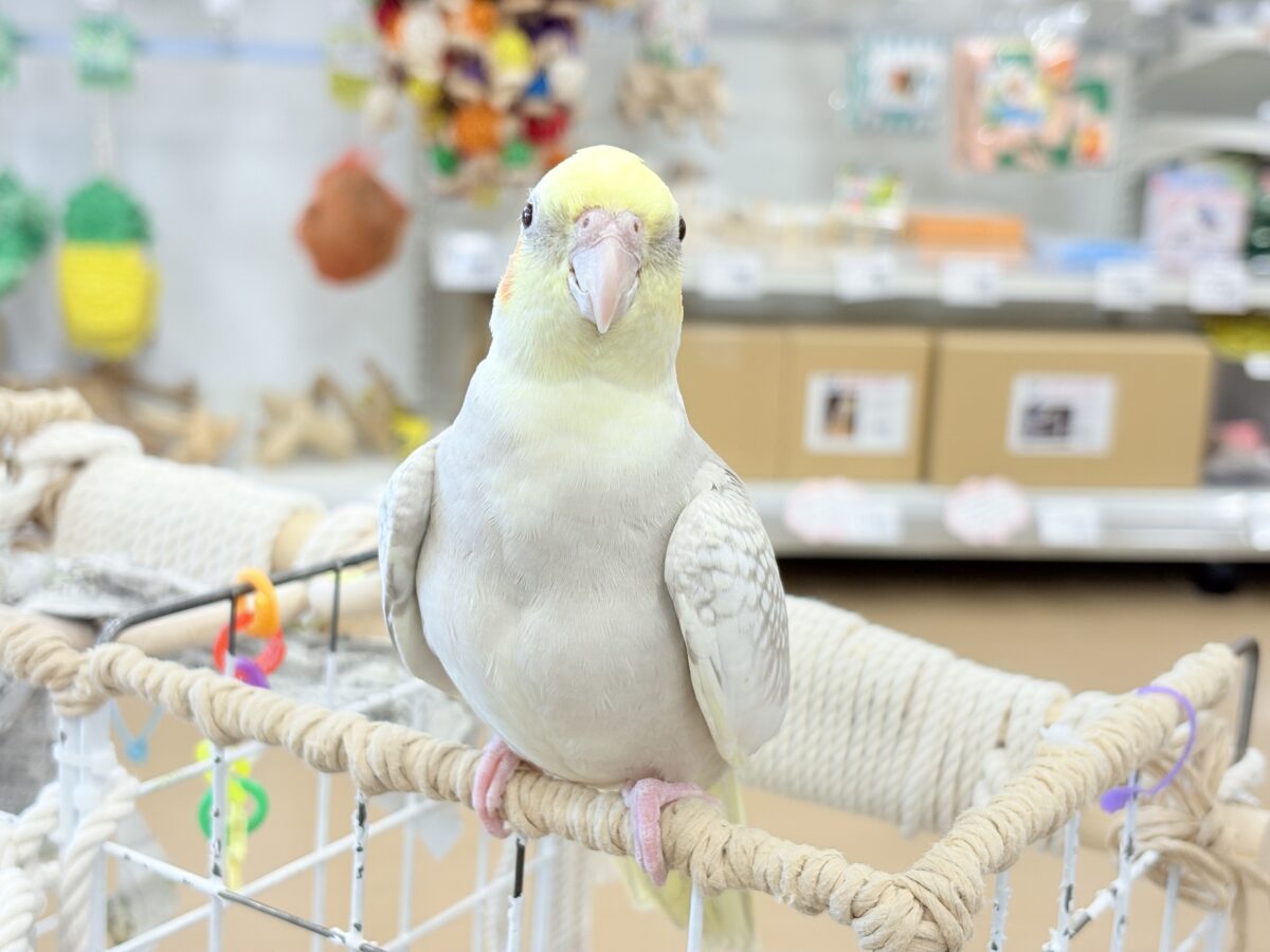 オカメインコ