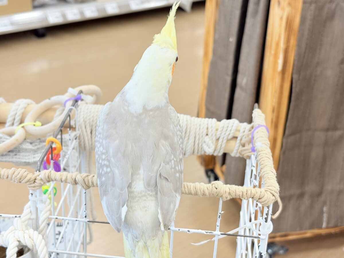 オカメインコ