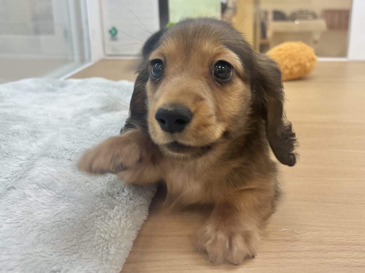 カニンヘンダックス