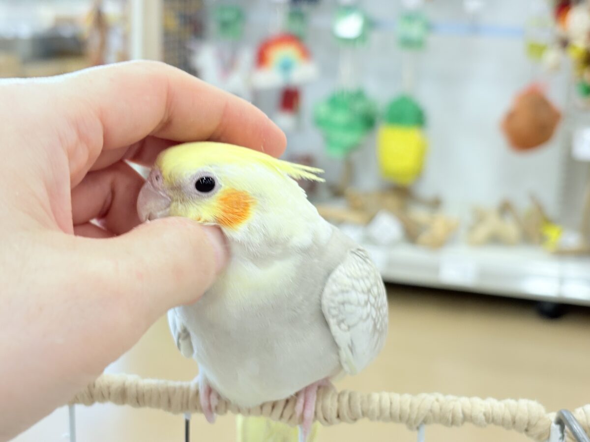 オカメインコ
