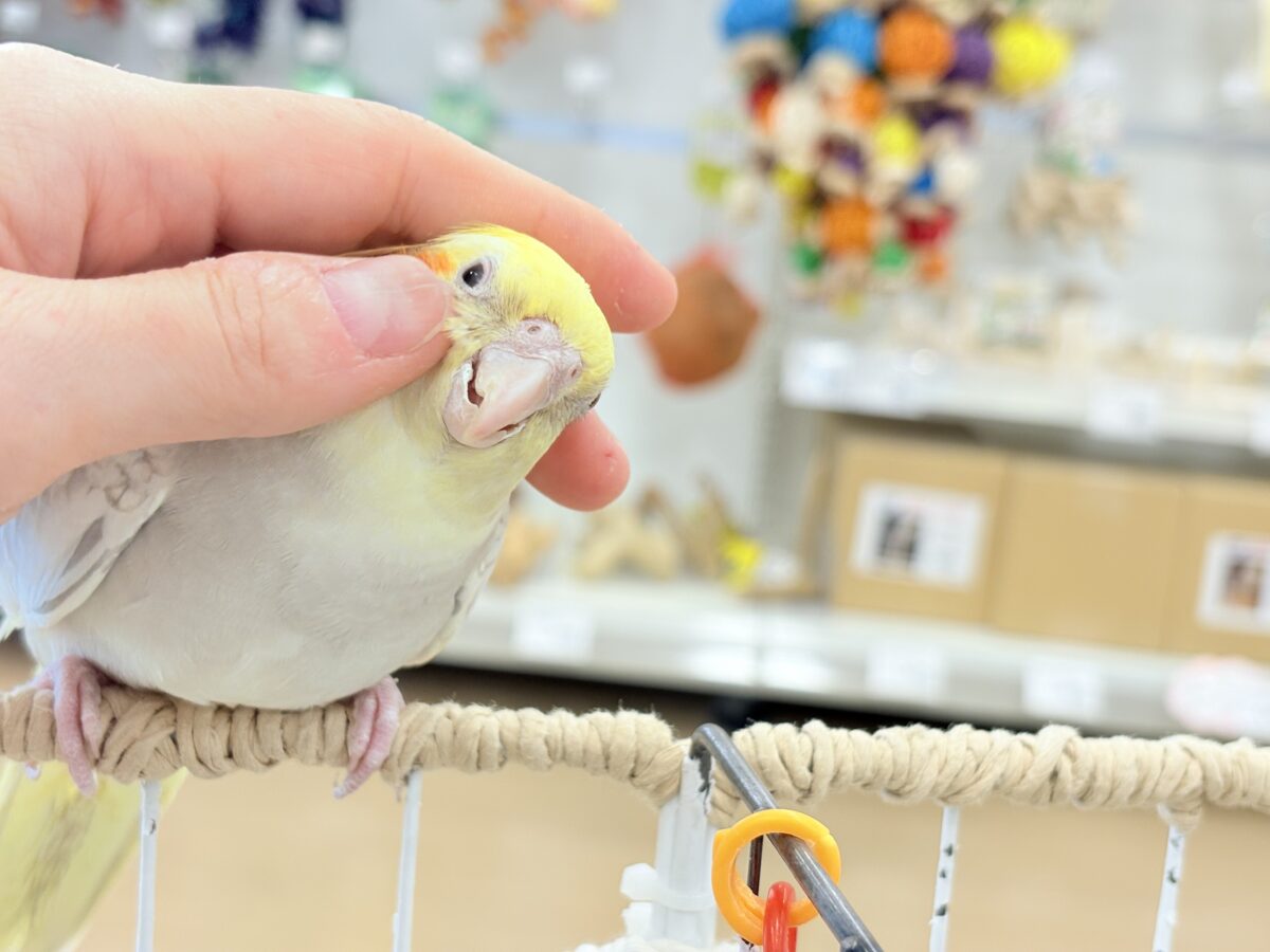 オカメインコ