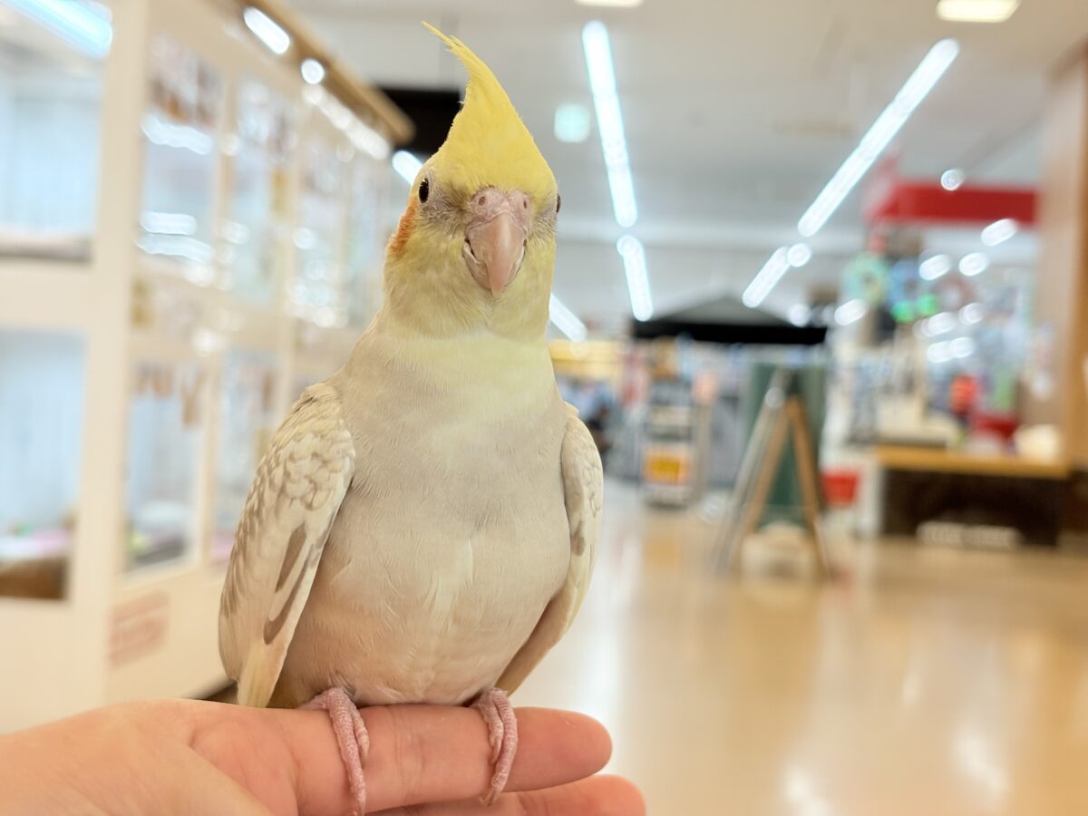 オカメインコ