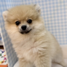 最新📷たぬきさんみたいなポメくん🍃