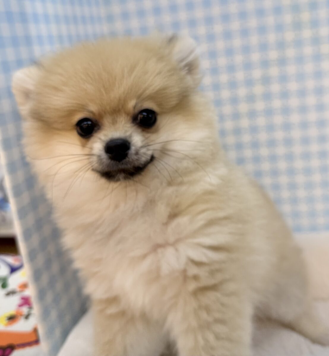 ポメラニアン