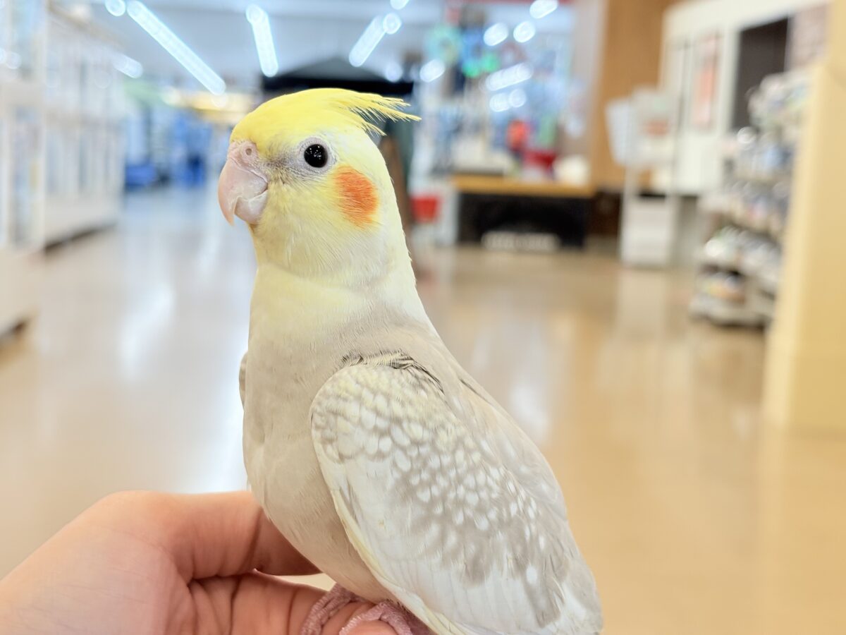 オカメインコ