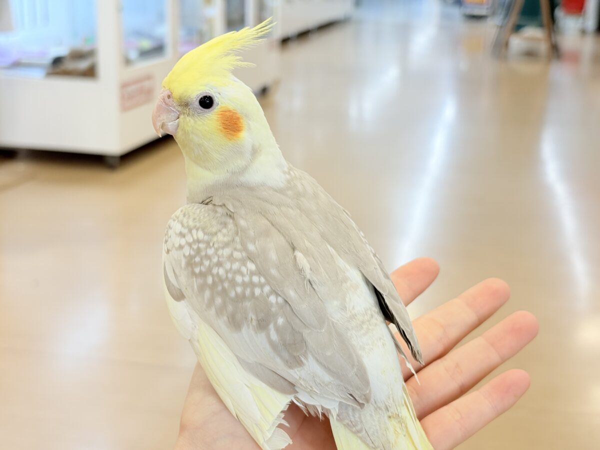オカメインコ