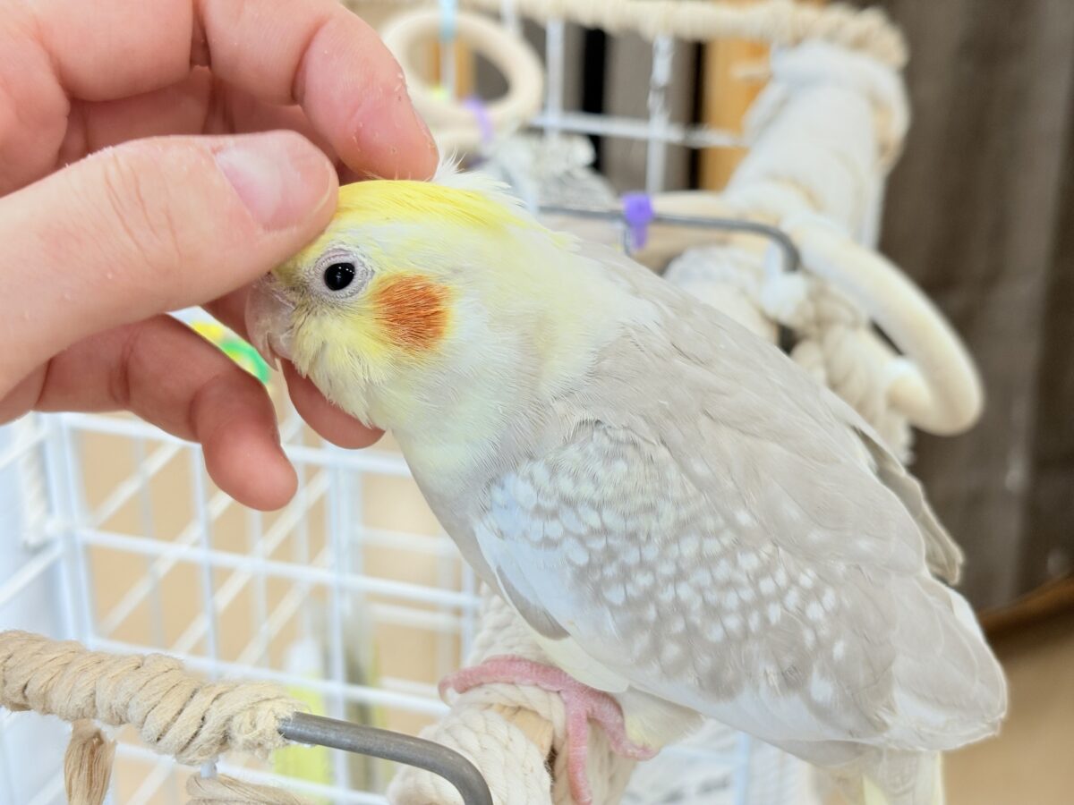 オカメインコ
