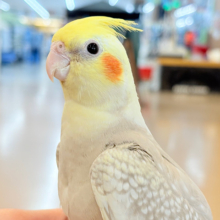 ふんわりラテカラー🐥☕️オカメインコ(シナモンパールパイド)