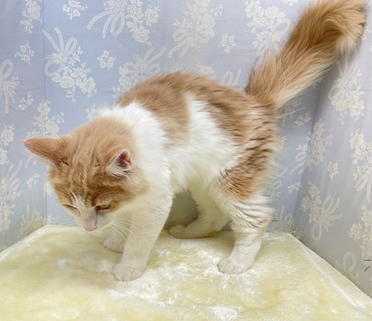 ノルウェージャンフォレストキャット