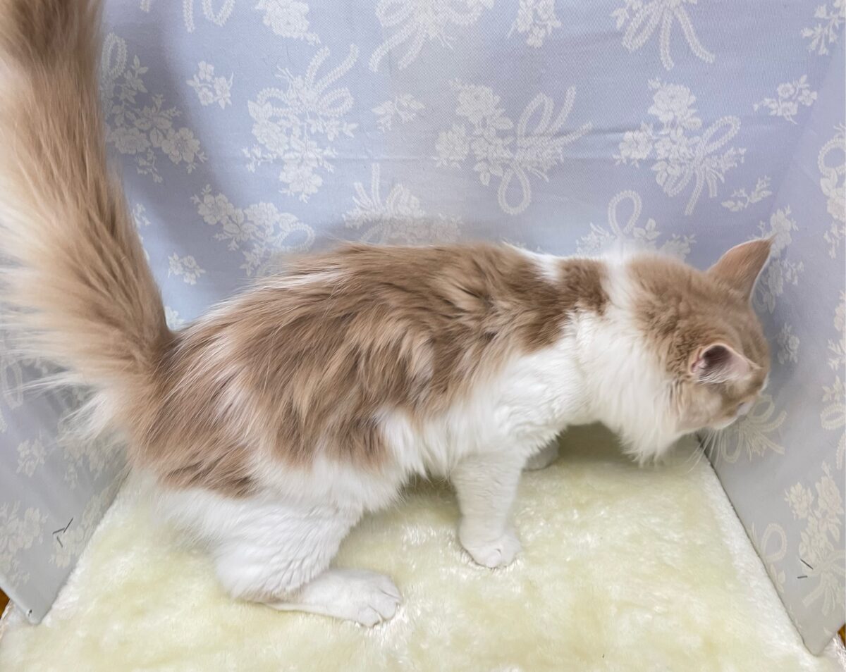 ノルウェージャンフォレストキャット