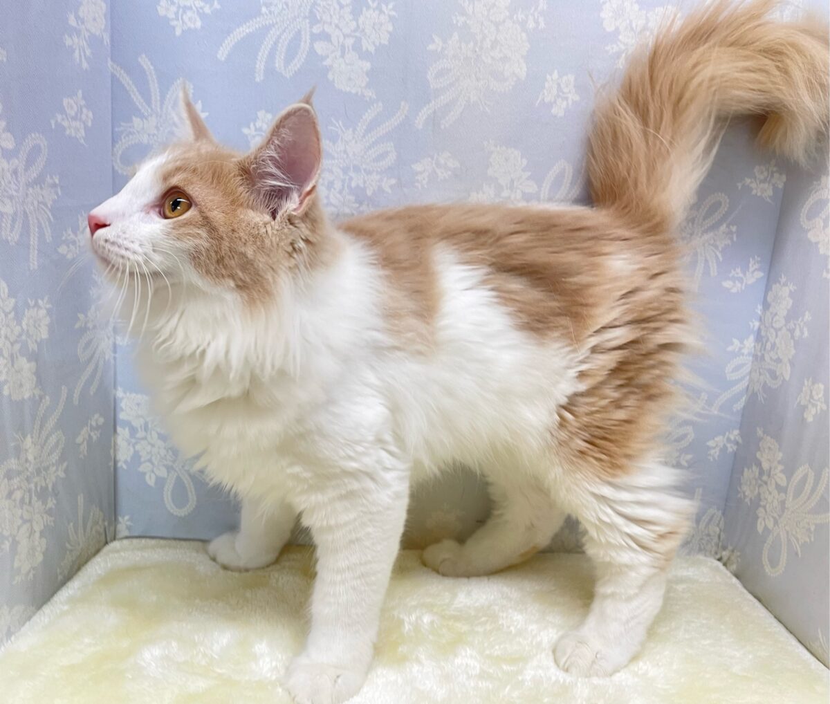 ノルウェージャンフォレストキャット