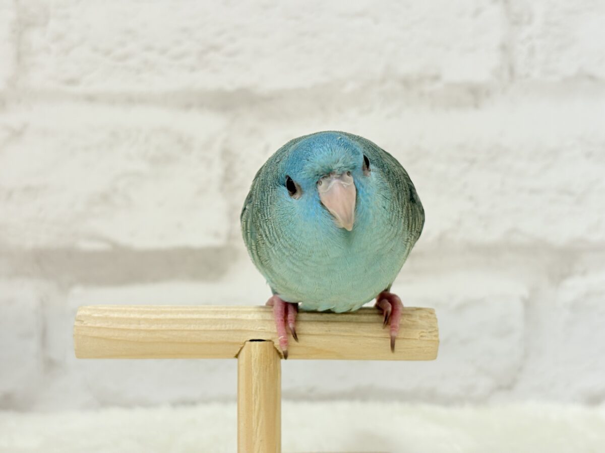 サザナミインコ