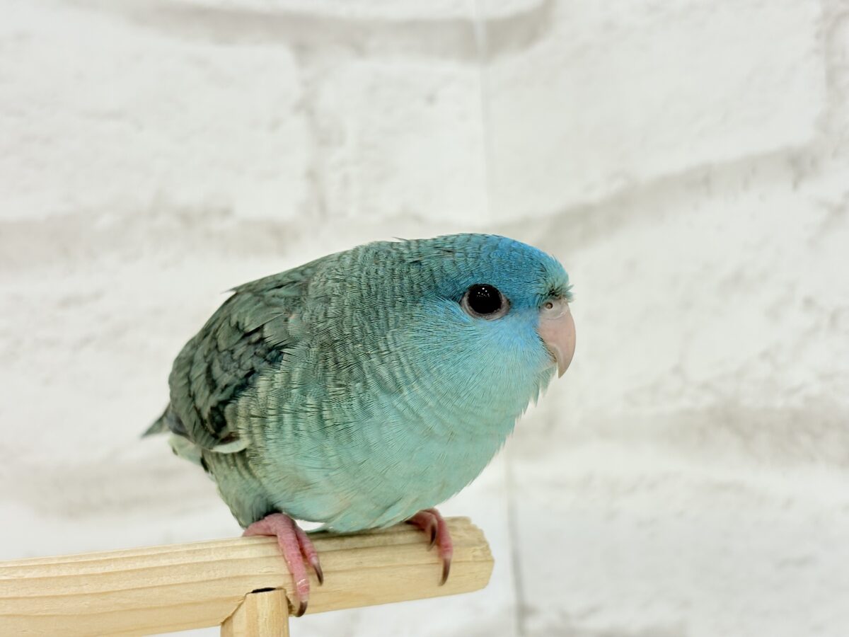 サザナミインコ