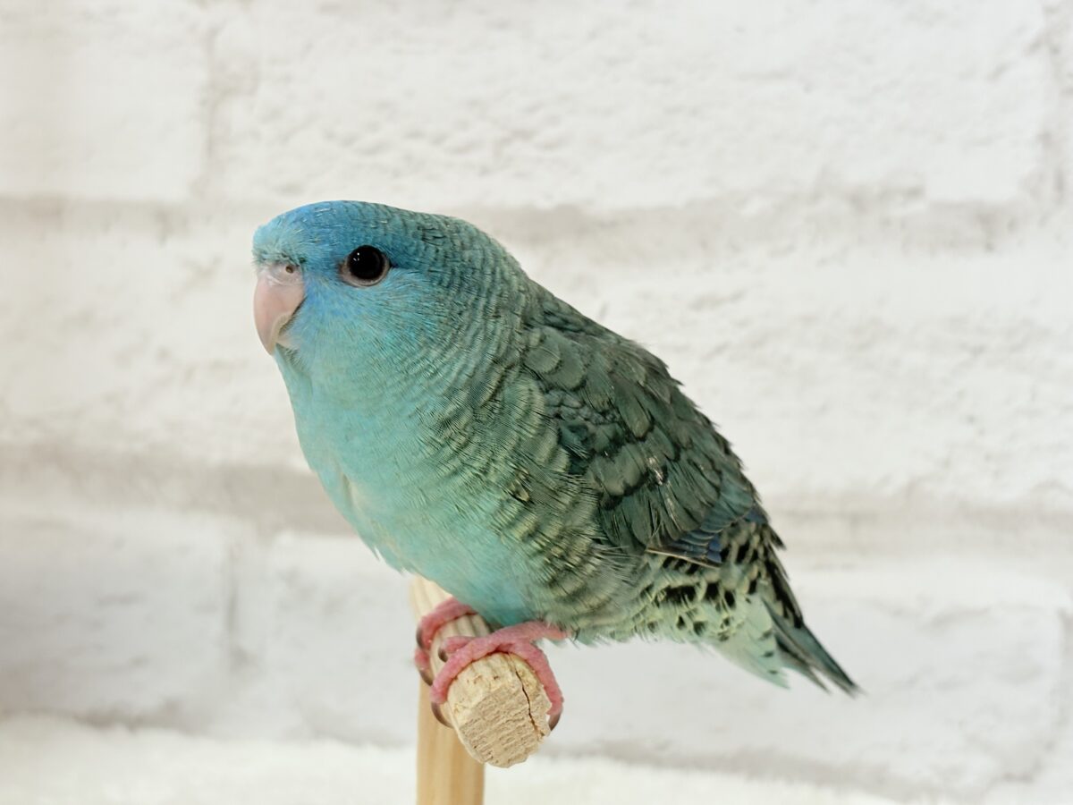 サザナミインコ