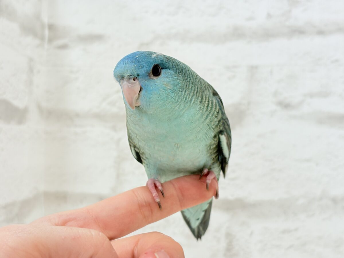 サザナミインコ