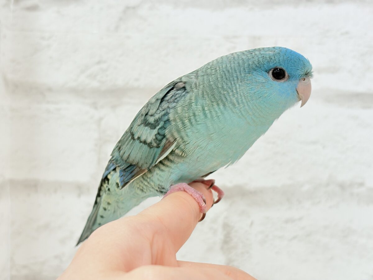 サザナミインコ