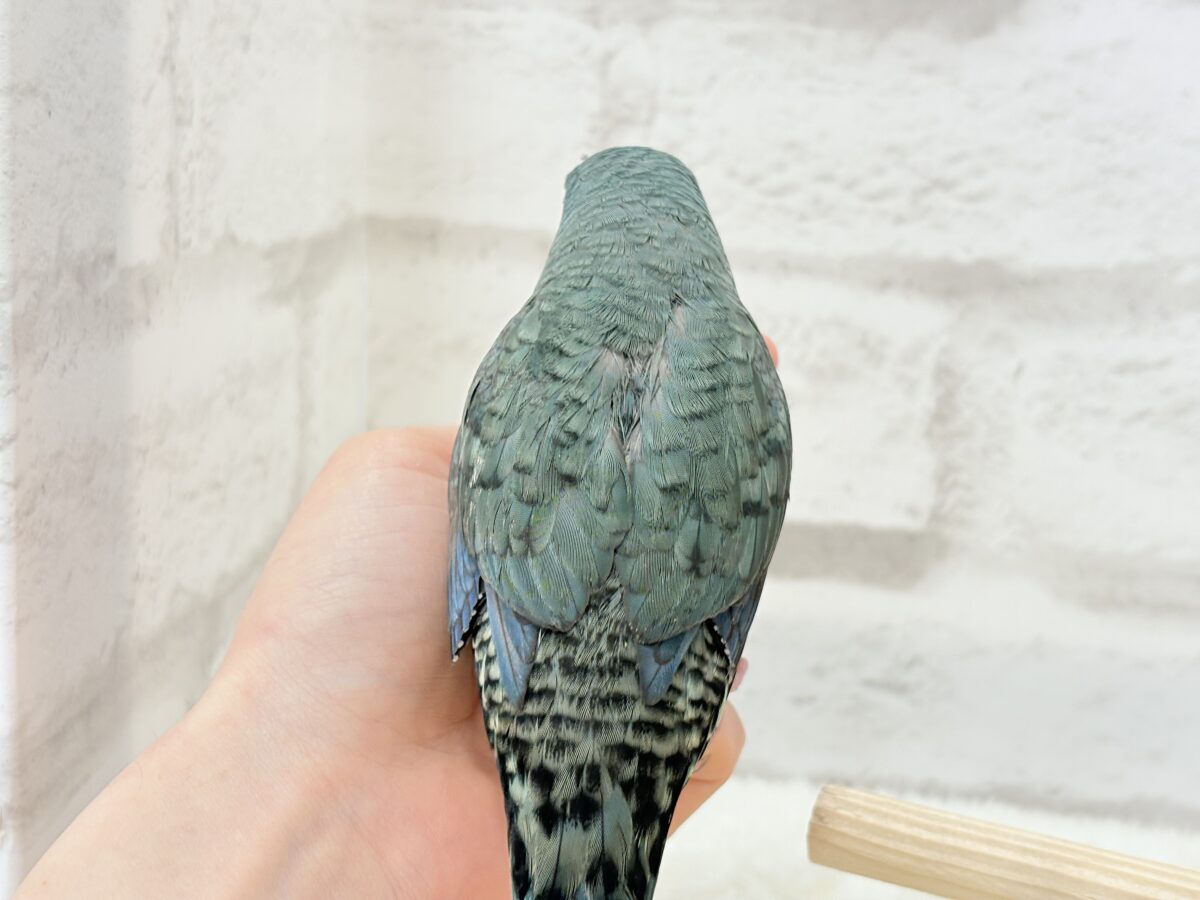 サザナミインコ