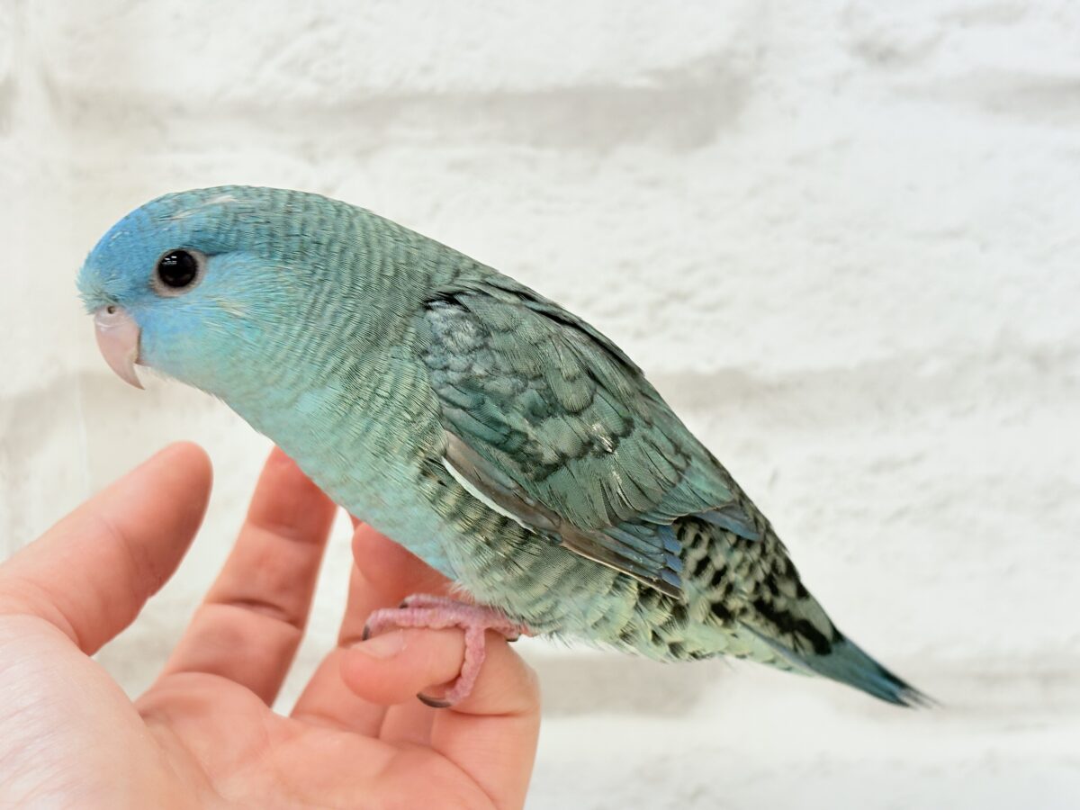 サザナミインコ