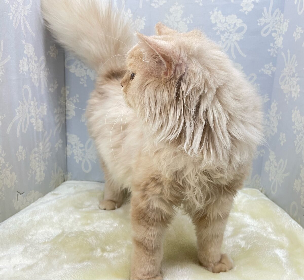 ラガマフィン