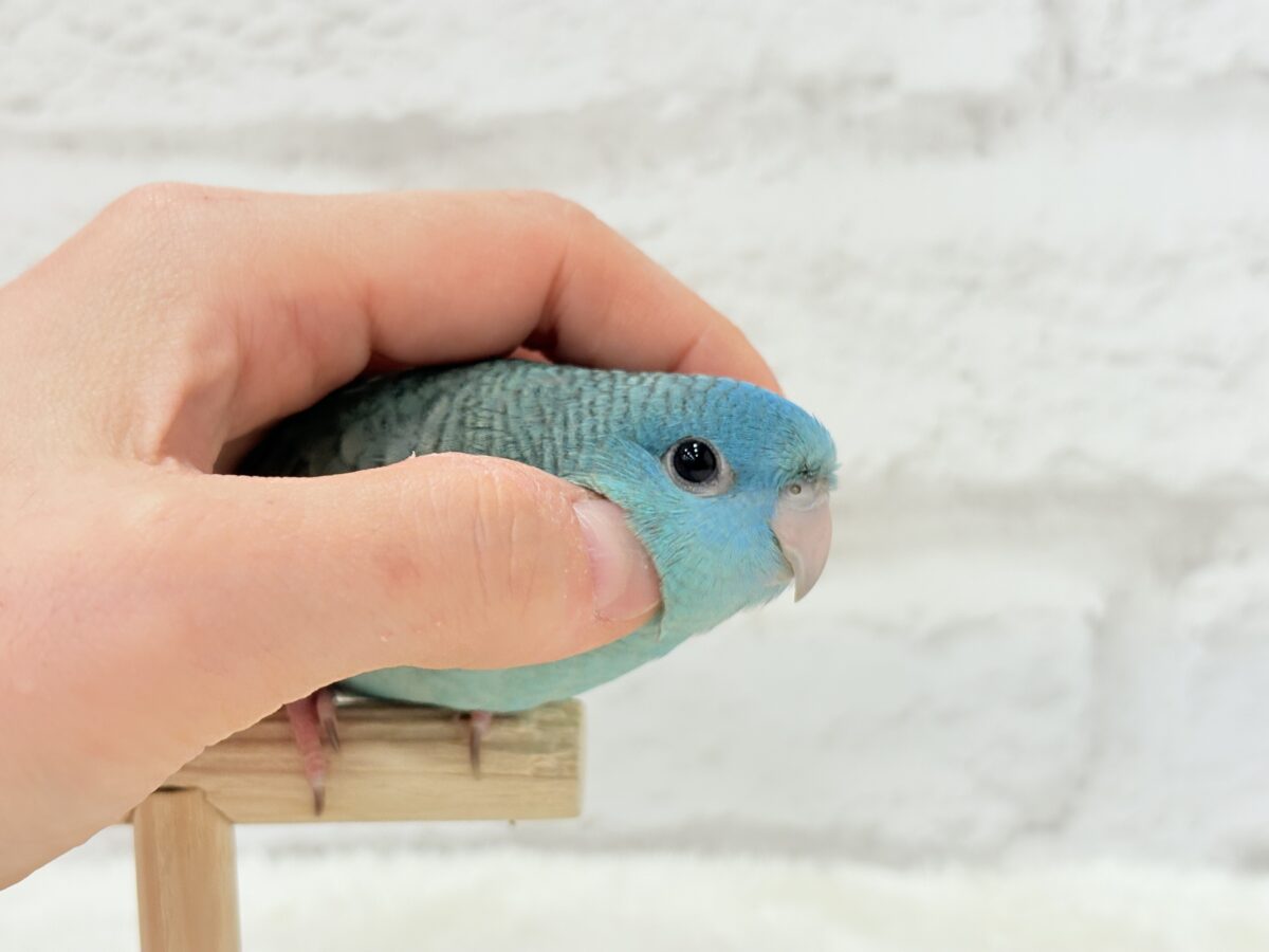 サザナミインコ